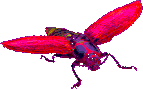 buggy.gif