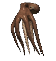 octopuss.gif
