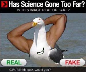 real-o-falsa-pajaro.webp