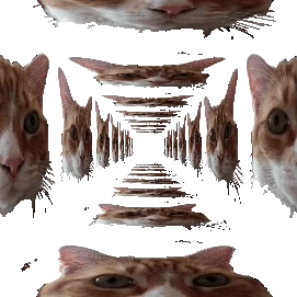 surrealcats.webp